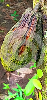 Dried chocolate fruit hardens because of the drought