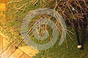 Dried Christmas tree branches