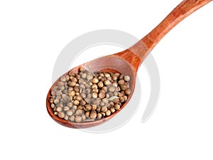 Dried cilantro spices in wooden spoon isolated on the white background