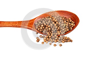 Dried cilantro spices in wooden spoon isolated on the white background