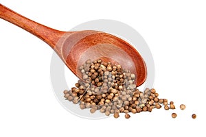 Dried cilantro spices in wooden spoon isolated on the white background