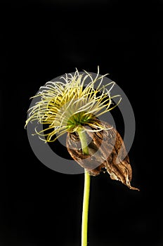 Dried clematis flower