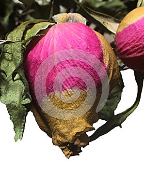 Dried closed brown and pink roses with green leaves against white background