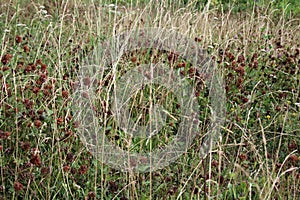 Dried clovers field background. Abstract withered landscape of dry wildflower and grass meadow