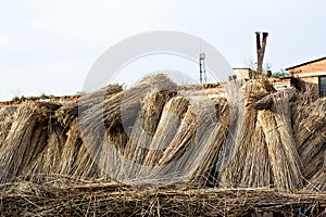 Dried cluster of reed, dried cluster of reed