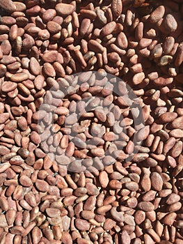 dried cocoa beans