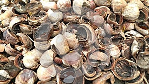 Dried coconut briquettes on the ground