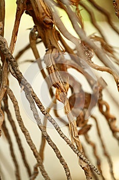 Dried coconut flower branch, abstract background