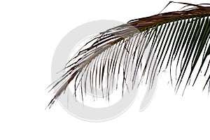 Dried coconut leaves with brown color