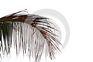 Dried coconut leaves with brown color on white isolated background