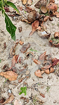 Dried coconut shell in the white sand.