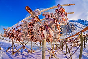 Dried cod fish heads waiting to be exported from Lofoten in northern Norway to Italy and served as fish soup on Italian