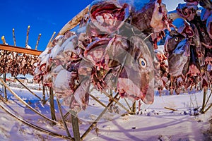 Dried cod fish heads waiting to be exported from Lofoten in northern Norway to Italy and served as fish soup on Italian