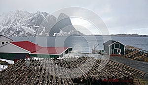 Dried cod fish racks on Sakrisoy island at the Reinefjorden on the Lofoten in Norway in winter