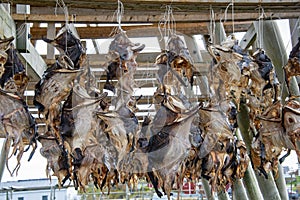 Dried Cod Heads
