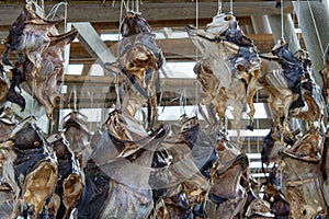 Dried Cod Heads