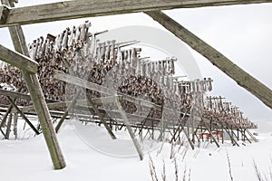 Dried cod stockfish in Loftofen Norway for export to Italy