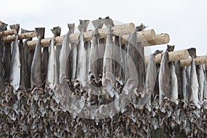 Dried cod stockfish in Loftofen Norway for export to Italy