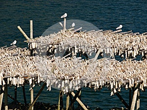 Dried codfish photo