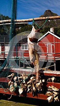 Dried codfish in the Nusfjord village , flakstadoya Island , Lofoten , Norway