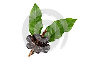 Dried coffee beans fruits and fresh green leaves isolated on white background.top view ,flat lay photo