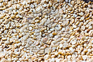 Dried coffee grains