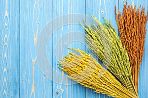 Dried colorful paddy rice crop on blue wooden board. With free s