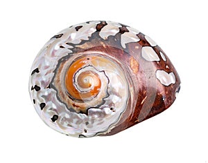 dried conch of nautilus mollusk cutout on white photo