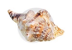 dried conch of sea mollusc cutout on white