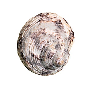 Dried conch of whelk mollusc cutout on white