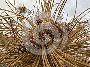 The dried cone structure and details on a pine tree that has expired
