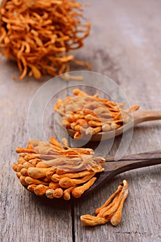 Dried cordyceps militaris mushroom