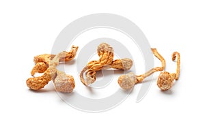 dried cordyceps militaris mushroom