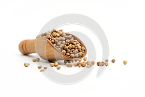 dried coriander seeds wooden spoon on white