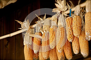 Dried corn