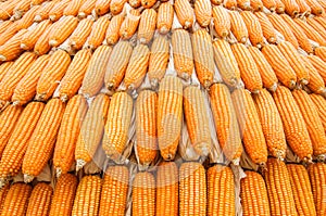 Dried corn