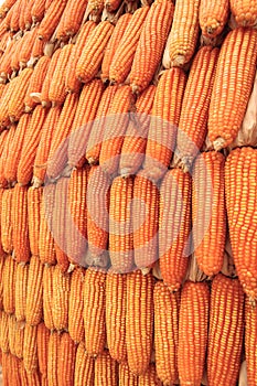 Dried corn