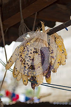 Dried corn agriculture product from Huehuetenango, Guatemala. Zea mays. photo