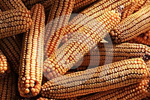 Dried corn background