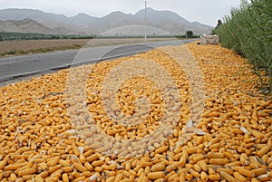 Dried corn background peru