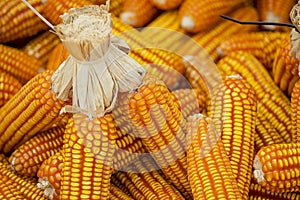 Dried corn background and texture