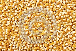Dry corn grains, background
