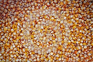 Dried corn beans background texture