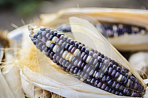 Dried corn for breeding, Thai corn