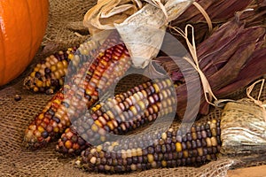 Dried corn on the cob burlap bag dry organic vegetarian food thanksgiving