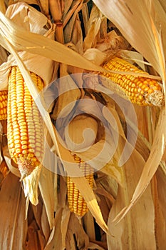 Dried corn decoration
