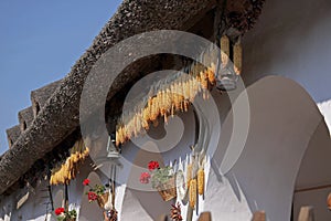 Dried corn at farm house