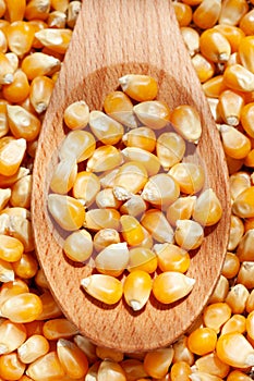 Dried Corn grain in wooden spoon background.