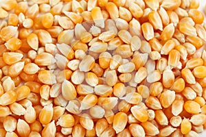 Dried corn grains