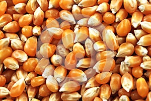 Dried Corn Kernels Extreme Macro